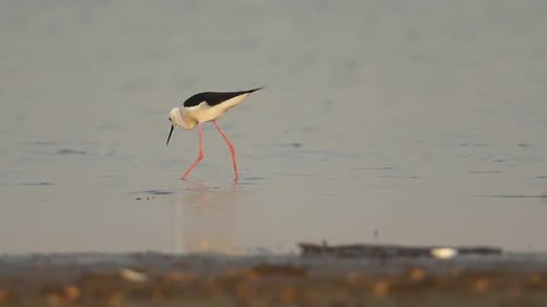A black-winged stilt bird walks or wades in the water trying to get a prey to eat in slow motion on