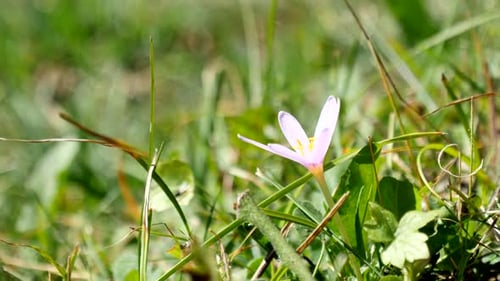 Crocus flowers in high mountains in the Alps
