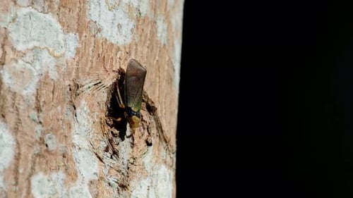 Insect Nestled in the Bark of a Tree
