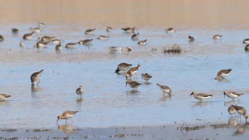 Sandpipers Feeding in Shallow Coastal Waters