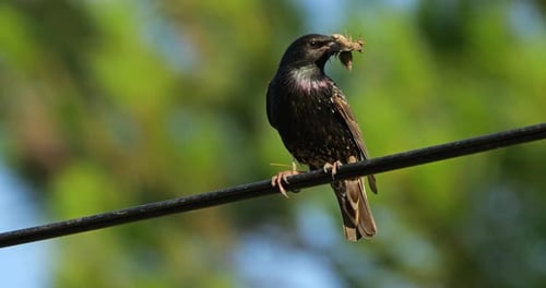 European starlings (Sturnus vulgaris) perched on a cable, Occitania, Southern France