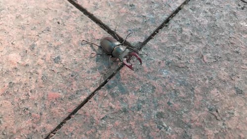 Close-up view of Greater Stag Beetle (Lucanus cervus) awkwardly traversing rough granite pavement