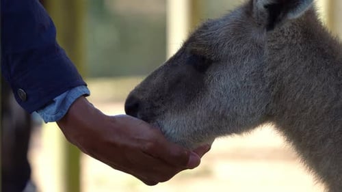 La main d'un homme nourrit un kangourou avec de la nourriture pour racines au sanctuaire, témoignant d'une rencontre avec l'Australie