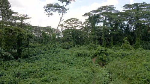 Trees With Lush Green Foliage In The Forest. - aerial ascend