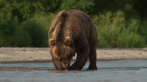 Brown Bear scouting for Salmon fish in a river stream at Kamchatka, Russian federation