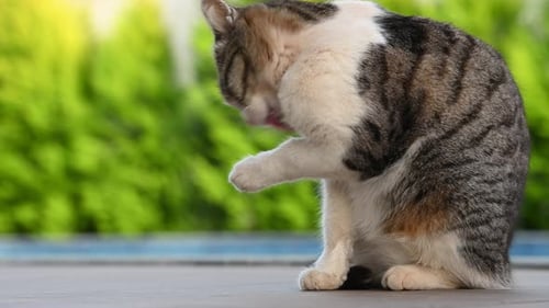 Grey Stray Cat Licking Paw and Washes
