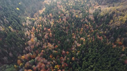 Autumn in the mountain forest