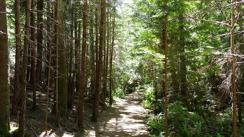 Aerial view of inside of Vancouver Island temperate rainforest during sunny day. Drone hovering film