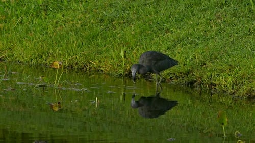 Little blue heron dunking its food in the water before eating