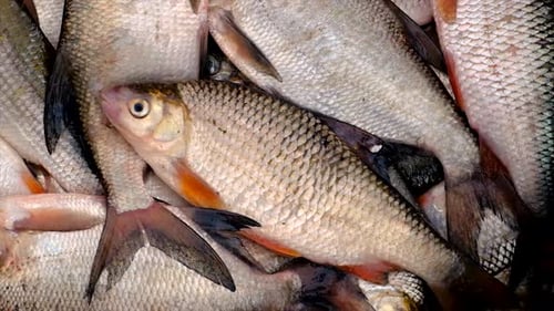 Fish River Roach and Bream