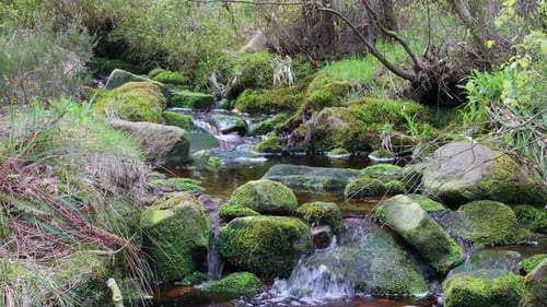 Slow moving forest stream waterfall, nature's serenity scene with tranquil pool below, lush greenery