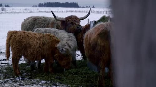 Highland Cattle Herd Grazing in Winter Landscape