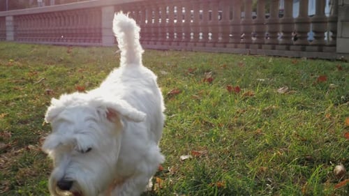 White Dog Walks on Grassy Lawn in Park