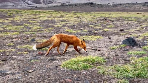 Nahaufnahme eines Rotfuchses, der auf der Wiese spaziert