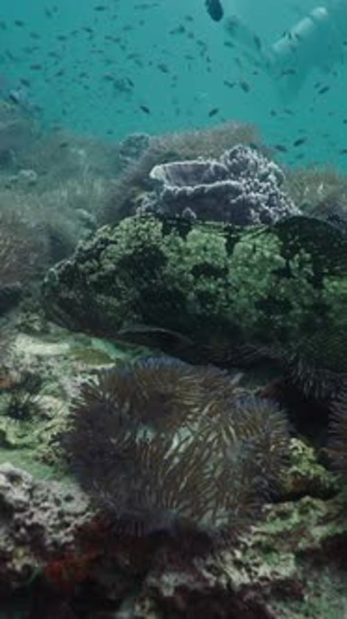 Un étrange mérou nageant dans la mer