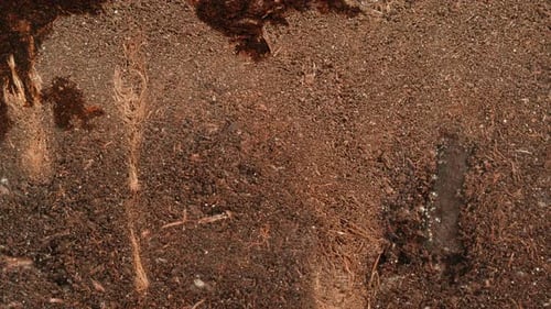 Watering Ground Wet Soil Texture Gardening