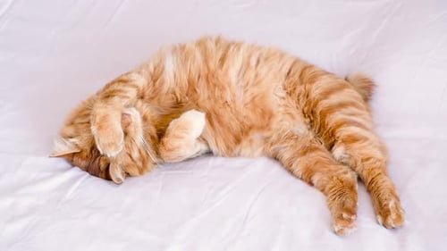 Fluffy Orange Cat Sleeping on a White Bed