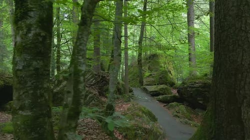 Stroll Through a Serene Forest Path Surrounded By Majestic Trees and Lush Greenery