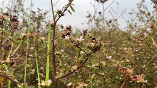 Wildflowers and Grasses Swaying Gently in a Field