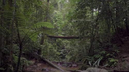 Male traveler hiker looking around exploring mountain river stream with hiking flashlight in jungle.