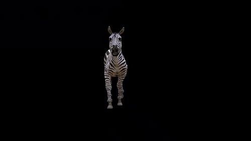 Zebra Walk Frontschlaufe