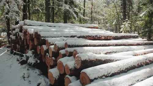 Pile of Logs in the Winter Forest