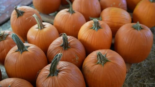 Close-up of Vibrant Pumpkins on Rustic Farm