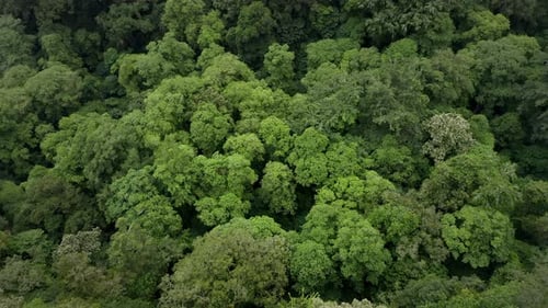 Tropical Green Forest Top View