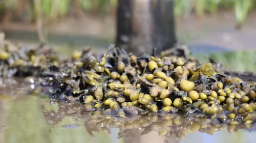 Seaweed plant moving above the muddy water, aquatic plant
