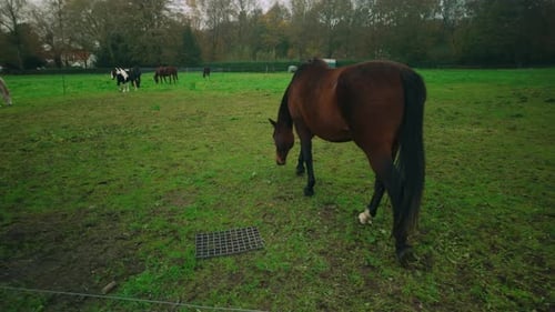 Horses Grazing in Green Pasture