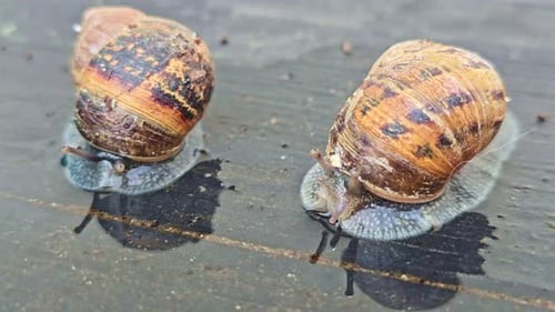 Dois caracóis de jardim com antenas estendidas em superfície molhada