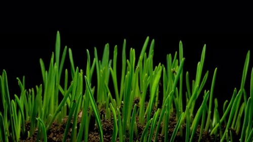 Growing wheat grass rising from soil time lapse 4k footage.