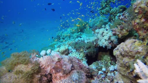 Beautiful Tropical Coral Scorpion Fish