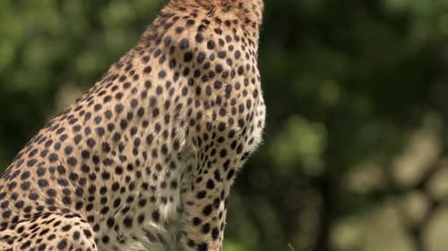 Cheetah scouting the savannah for prey in Kenya
