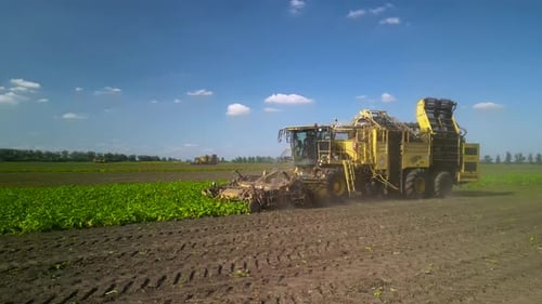 Agriculture - Flying Over the Sugar Beet Field