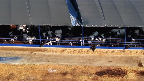 Aerial View of Cows in a Rural Farm Shelter