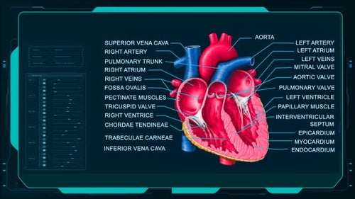 Futuristic Human Heart Anatomy Reveal with Digital UI