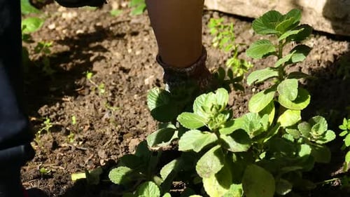 Woman weeding the garden. Hard shadow.