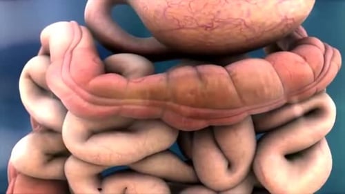 Human digestive system with detailed view of intestines and stomach