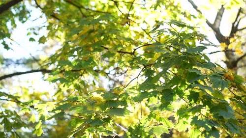 Sunlight shining through green tree leaves in a park or forest, sparkling and creating glowing sun