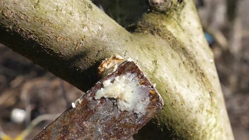 15, Der Schnitt am Obstbaum ist mit Gartenbrühe bestrichen. Gartenkonzept.