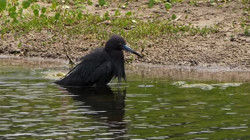 Little Blue Heron splashing