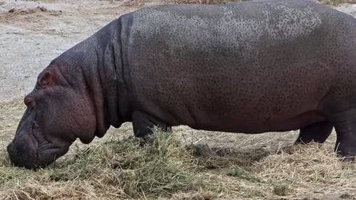 Hippopotamus Grazing Peacefully on Grass
