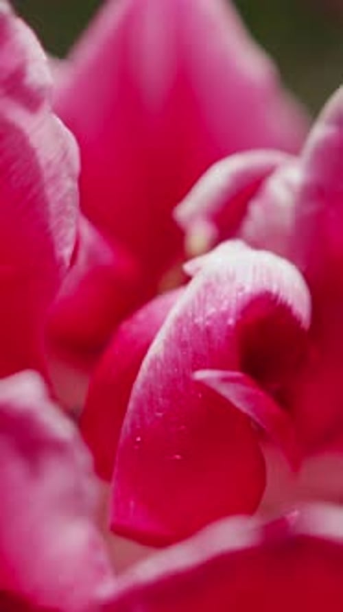 Vibrant Close-Up of Red Flower Petals Gently Moving