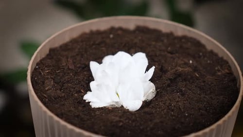 Sprouted White Beauty Flower of Houseplants in Flower Pot Concept of Origin of Life in Nature Beauty