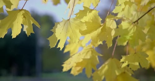 Yellowed Autumn Leaves on a Tree Branch in a Park or Forest on an Autumn Day