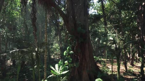 Lush Jungle Landscape in China Showcasing Vibrant Flora and Towering Trees