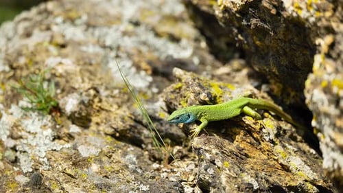 A vibrant lizard basks in the sun on a rocky surface, its colorful scales glinting in the sunlight.