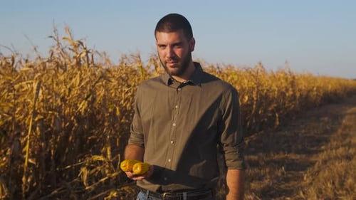 Young farmer standing in a corn field examining crop during sunset before harvest.