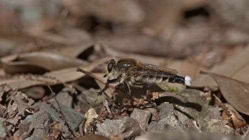 Robber Fly Disturbed by an Ant.